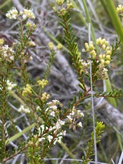 Platysace commutata