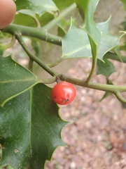 Ilex aquifolium