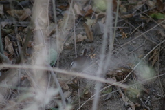 Uropsila leucogastra