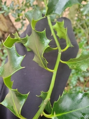 Ilex aquifolium