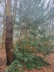 Ilex aquifolium