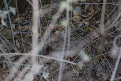 Uropsila leucogastra