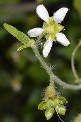 Nasa triphylla triphylla