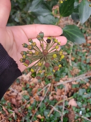 Hedera helix
