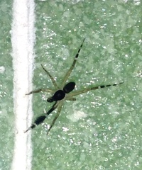 Cycloctenidae