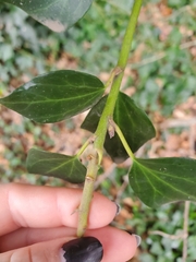 Hedera helix