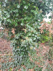 Hedera helix