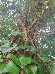 Hedera helix