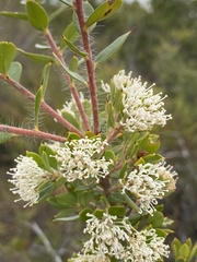 Hakea ruscifolia