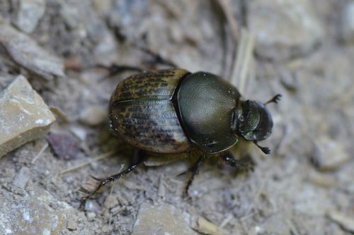 Onthophagus medius