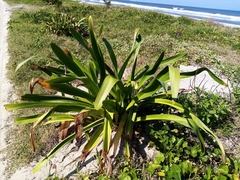Hymenocallis littoralis