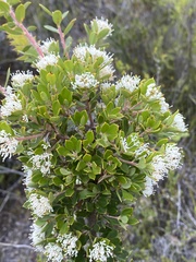 Hakea ruscifolia