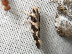 Tetraconta clepsimorpha