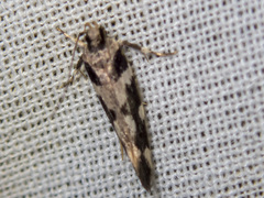 Tetraconta clepsimorpha