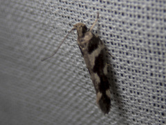 Tetraconta clepsimorpha