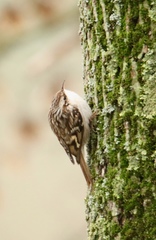 Certhia brachydactyla