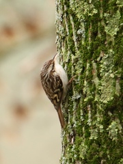 Certhia brachydactyla