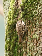 Certhia brachydactyla