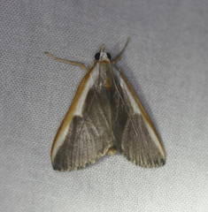 Pylartes subcostalis