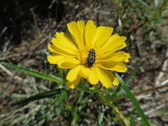 Acmaeodera rubronotata