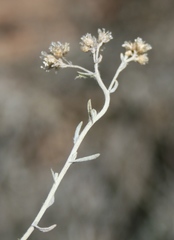 Helichrysum plebeium