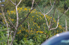 Senna didymobotrya