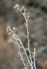 Helichrysum plebeium