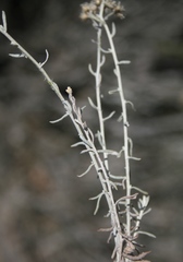 Helichrysum plebeium