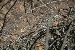 Helichrysum plebeium