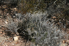 Helichrysum plebeium