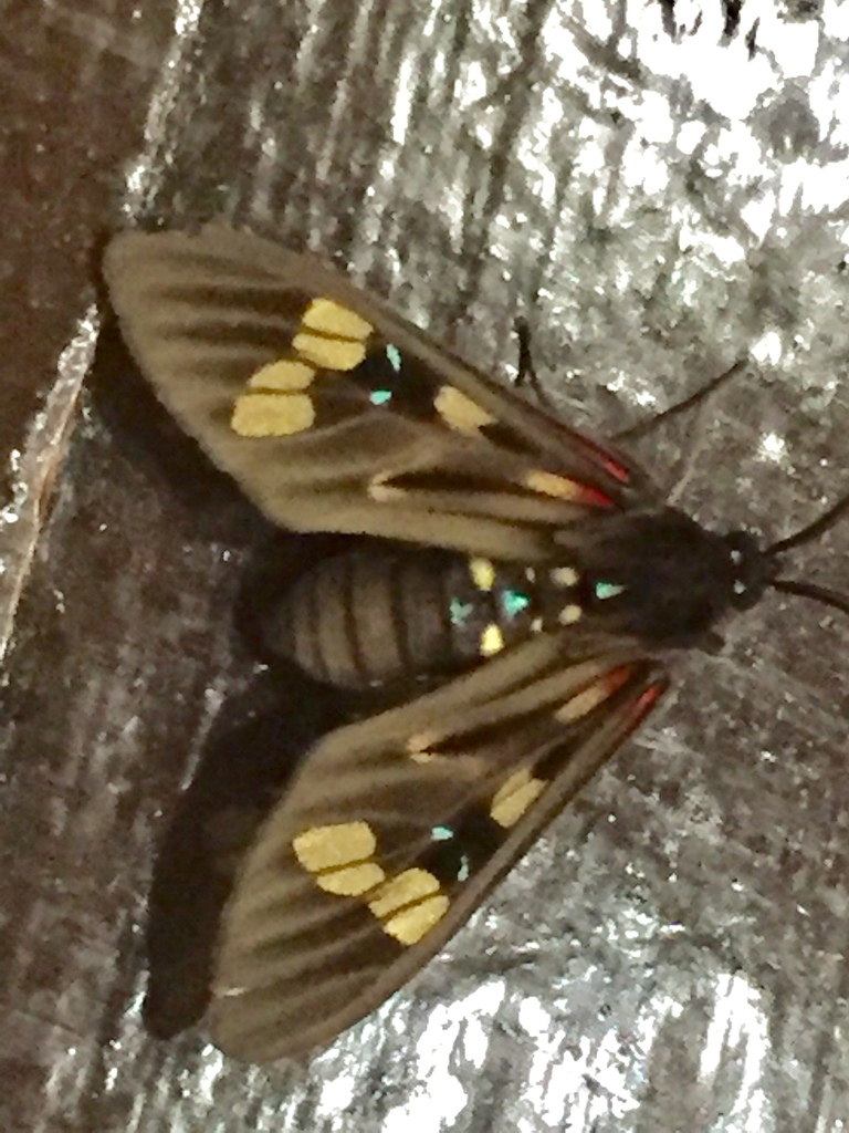 Histioea cepheus