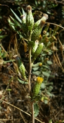 Hazardia squarrosa obtusa