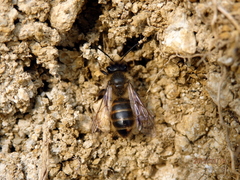 Strepsiptera