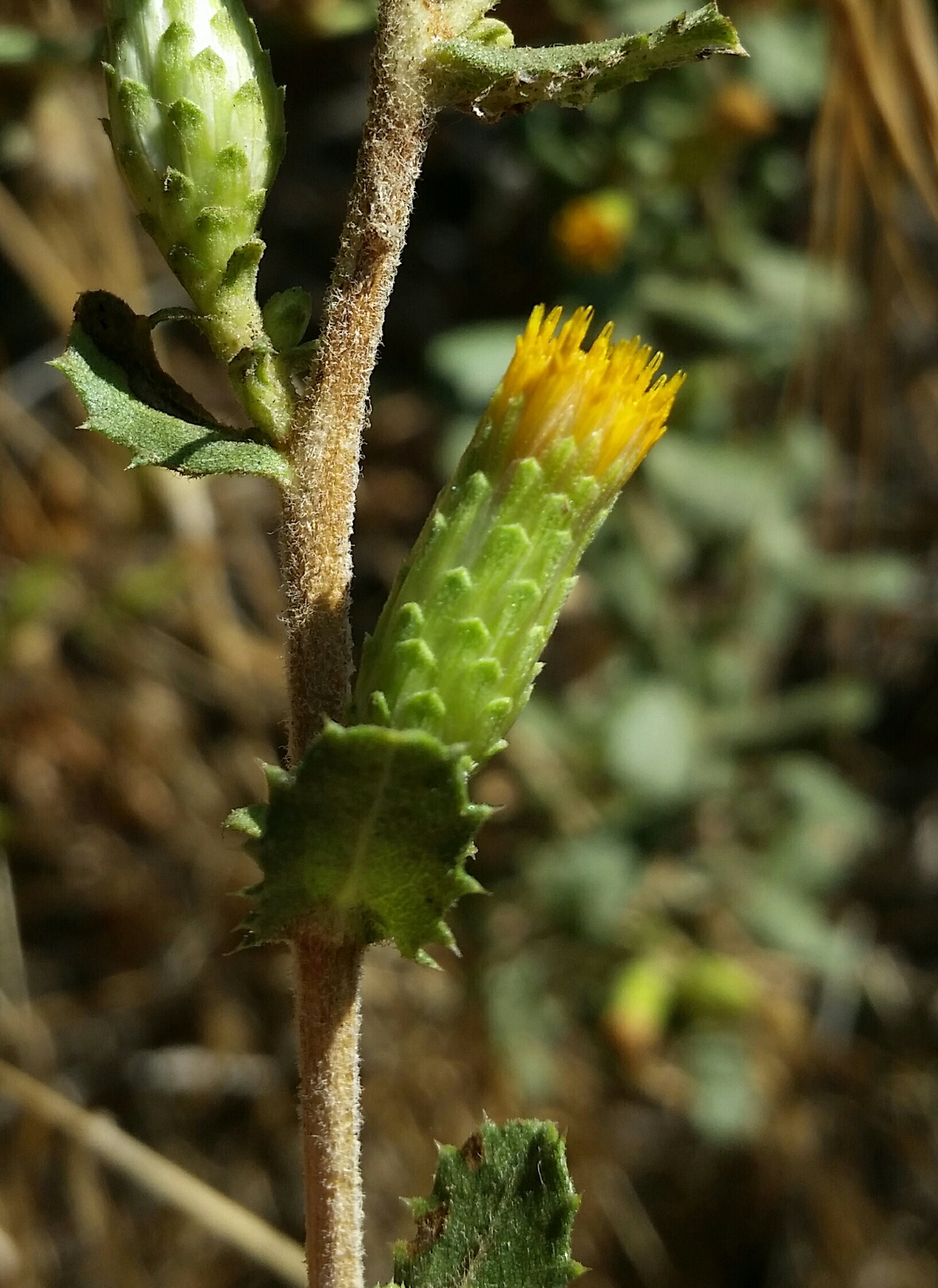Hazardia squarrosa var. obtusa