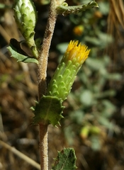 Hazardia squarrosa obtusa