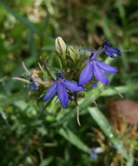 Palmerella debilis serrata