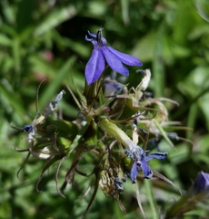 Palmerella debilis serrata