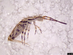 Lepidosira