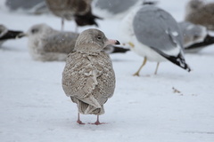 Larus hyperboreus