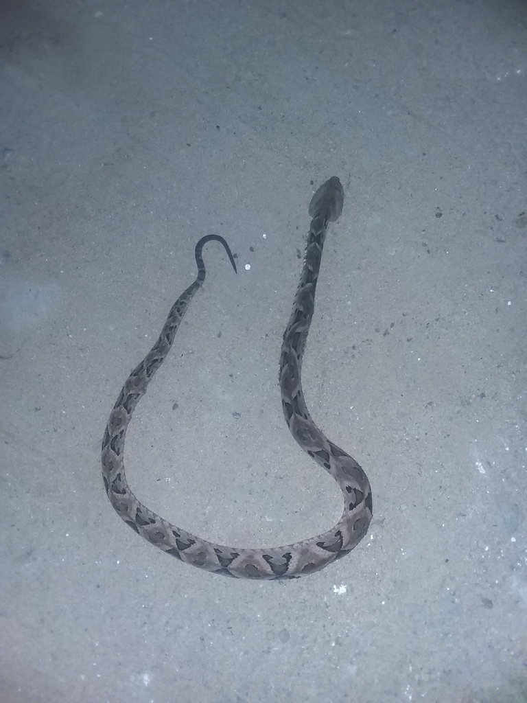 Bolivian Lancehead