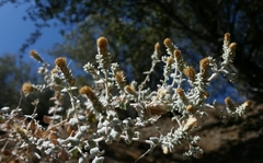 Brickellia nevinii