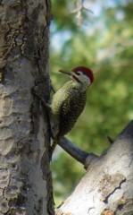 Campethera bennettii