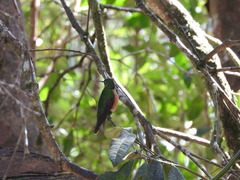 Heliodoxa rubricauda