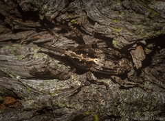 Ilacuris laticollis