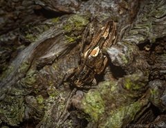 Temnosternopsis dissimilis