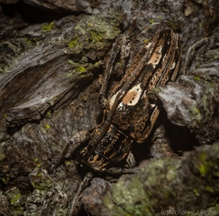 Temnosternopsis dissimilis