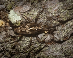 Ilacuris laticollis