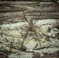 Tamopsis fickerti