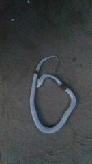 Bothrops sanctaecrucis