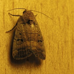 Elaphria fuscimacula